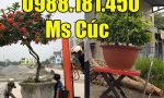 dụng cụ nâng cây cảnh giá bao nhiêu
